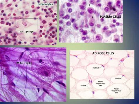 Connective tissue slides