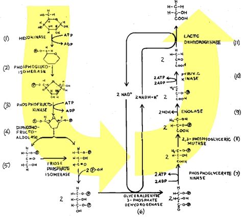 Glycolysis and Alcoholic Fermentation | The Institute for Creation Research