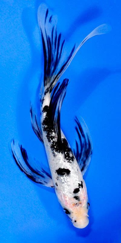 6” Shiro Bekko | Koi Fish For Sale | Koi fish, Butterfly koi, Koi