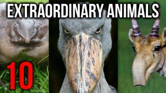 10 Extraordinary Animals You Didn't Know Existed - YouTube