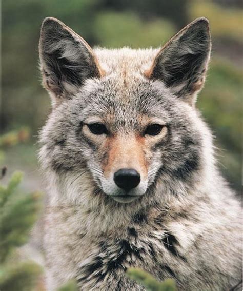 The Animal Photo Archive : Coyote 114-FaceCloseup