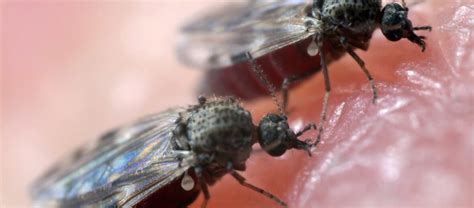 The Dreaded Biting Midge | Critter Science