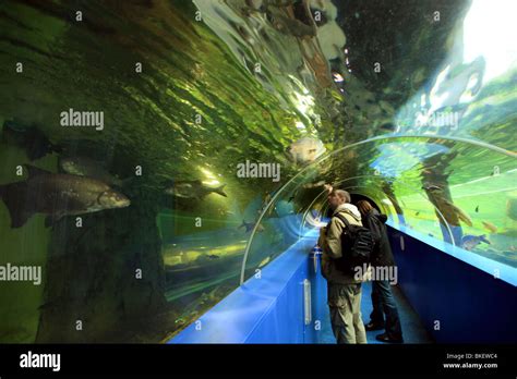 Lakes Aquarium, Lake Windermere, Cumbria, England, UK Stock Photo - Alamy