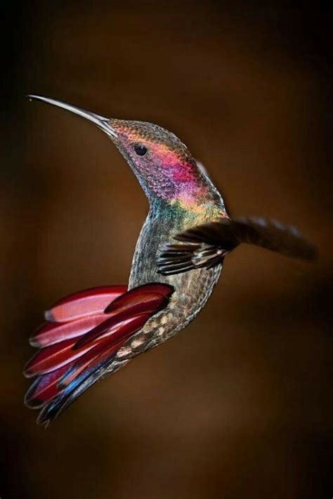 Hummingbird. Flying backwards just amazing!Love it. Wonderdul! Pretty Birds, Beautiful Birds ...