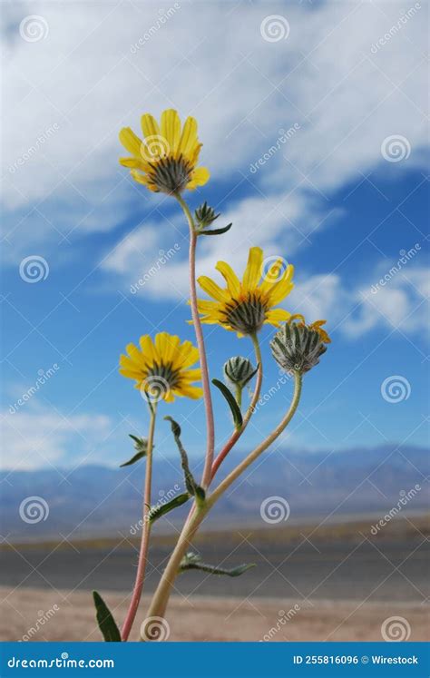 Vertical of Desert Sunflower Growing in the Death Valley. Stock Photo - Image of death, flora ...