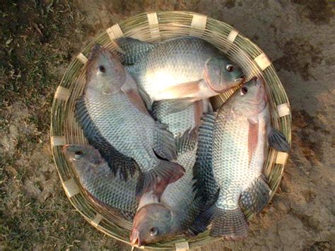 Monosex Tilapia Farming | Modern Farming Methods