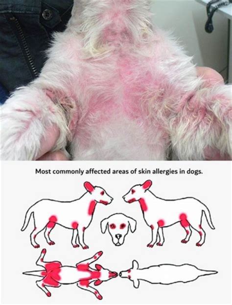 What does a pet allergy rash look like | Dog Disease Information