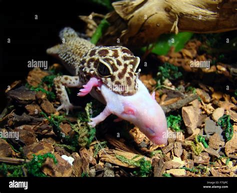 leopard gecko eating Stock Photo, Royalty Free Image: 90478932 - Alamy