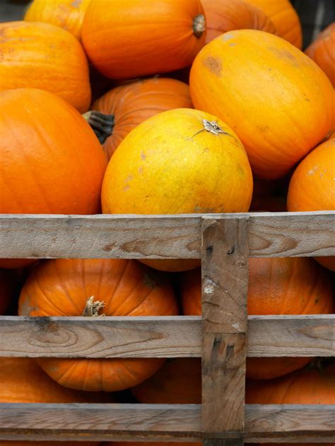 How to Harvest Pumpkins and Store the Seeds | HGTV