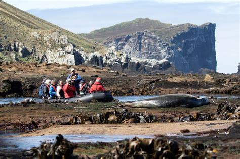 An action-packed day at the Antipodes Islands