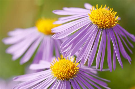 September Birth Flowers: Aster and Morning Glory - Farmers' Almanac ...