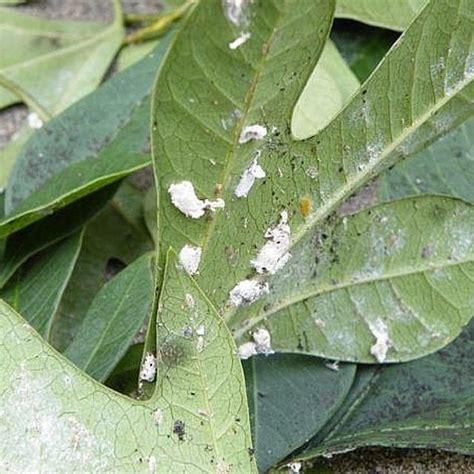 How to Get Rid of Mealy Bugs (aka Woolly Aphids) on your Plants | White bugs on plants, Plants ...