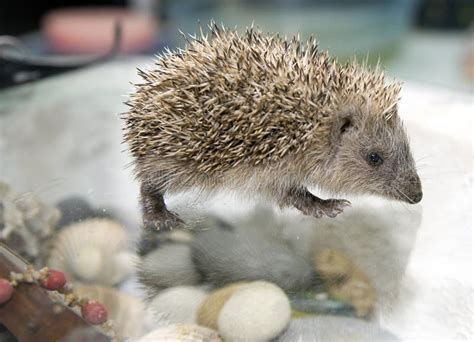 Hedgehog spikes background stock photo. Image of textured - 14157664