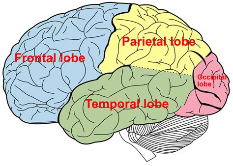 Temporal lobe epilepsy causes, symptoms, diagnosis, treatment & prognosis