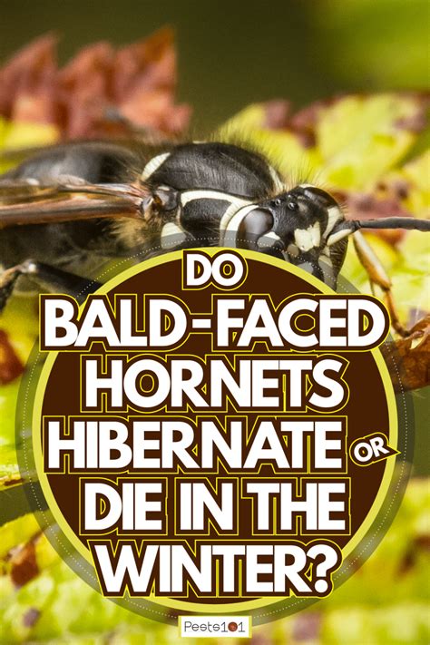 Do Bald-Faced Hornets Hibernate Or Die In The Winter? - Pests101.com