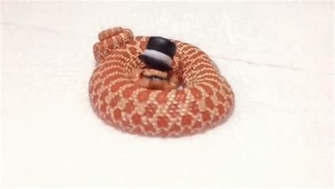 Ssssir Snakes GIF - Snake Top Hat - Discover & Share GIFs