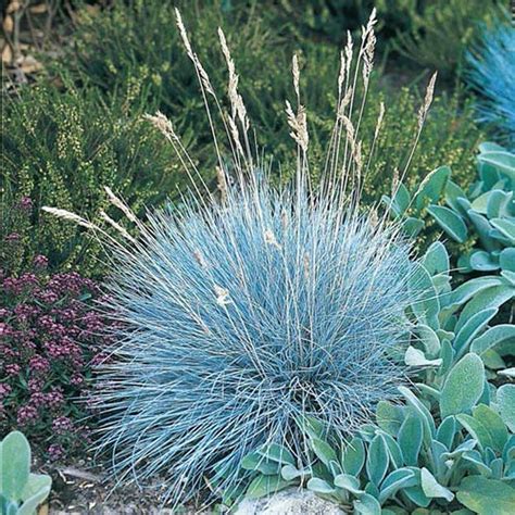 Spring Hill Nurseries 3 in. Pot Blue Fescue Grass (Festuca), Live Deciduous Plant, Blue Colored ...