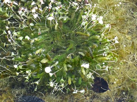 Batophora oerstedi & Acetabularia crenulata green algae (R… | Flickr