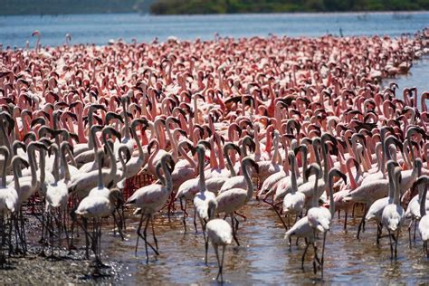 A Birdwatcher's Paradise: Exploring The Beauty Of Lake Baringo - Kenyan Travel & Tourism Blog