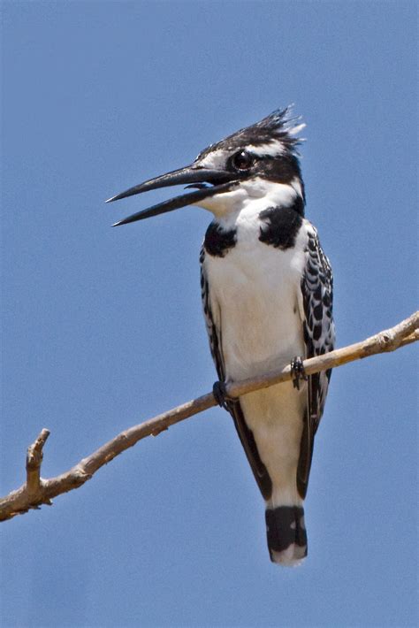 Tanzania & Zanzibar: Pied Kingfisher