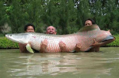 Paiche, large fish in Amazon River Basin