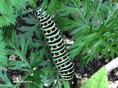 British Butterfly Caterpillar Galleries | Wildlife Insight