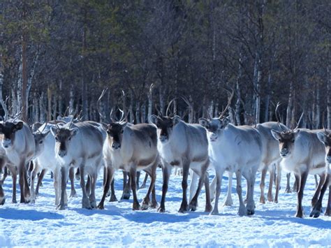 Visit the Reindeer Herd - Visit Rovaniemi