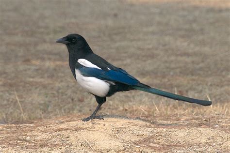 File:Korean magpie in Daejeon (side profile).jpg - Wikimedia Commons