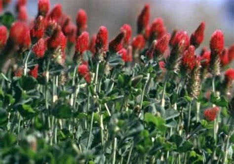 Red And Orange Texas Wildflowers | Best Flower Site