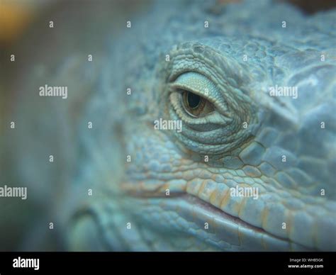 Frog skin pattern hi-res stock photography and images - Alamy