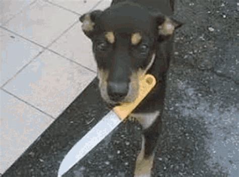 Dog Dog Mad GIF - Dog Dog Mad Dog Meme - Discover & Share GIFs