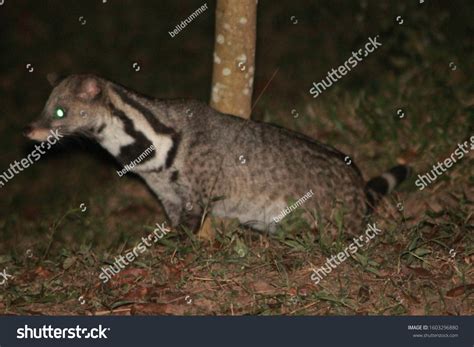 166 Indian Civet Images, Stock Photos & Vectors | Shutterstock