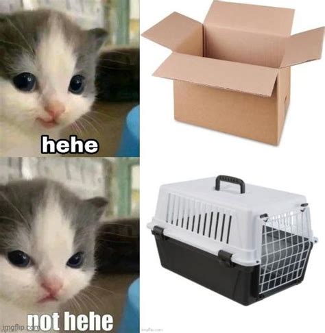 Unboxing | Hehe Cat | Know Your Meme