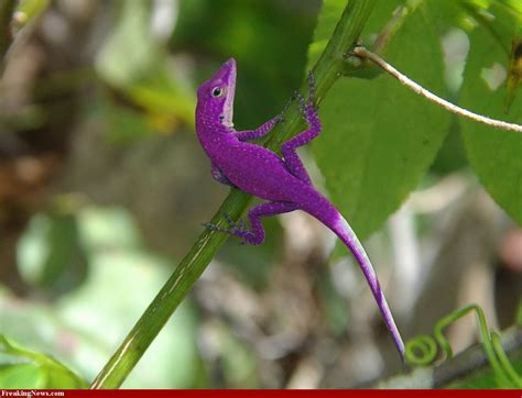 Purple Lizard | Lizard, Purple, Color