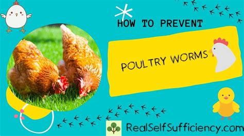 How to Prevent Poultry Worms - Real Self-Sufficiency