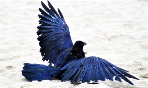 See The Beautiful Feathers Of Blue Raven In The Sunshine (Photo Gallery)