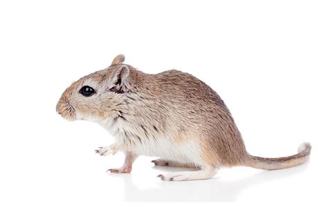 Common Gerbil Illnesses | Gerbil Illnesses | Gerbils | Guide | Omlet UK