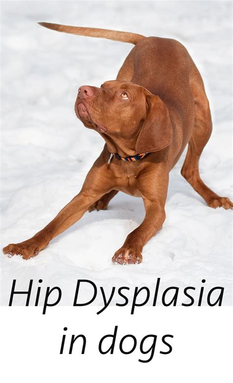 Hip Dysplasia In Dogs - The Happy Puppy Site