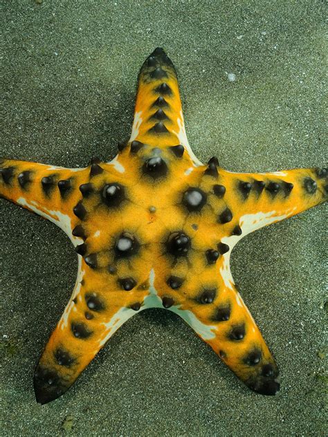 Biggest Starfish Ever Found