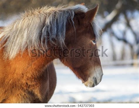 Red Horse White Blaze On His Stock Photo (Edit Now) 542737303