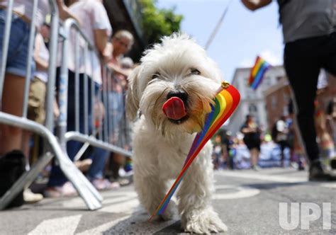 Photo: 2023 Pride Parade in New York City - NYP20230625701 - UPI.com