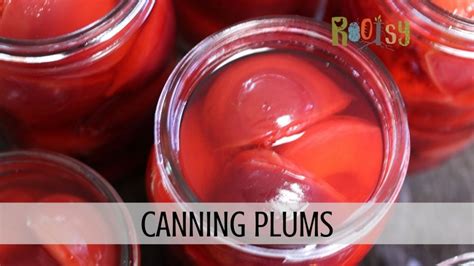 Canning Plums - Rootsy Network