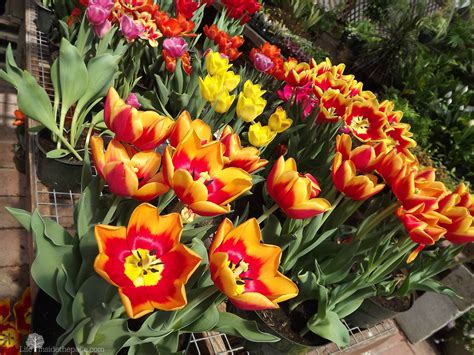 many different colored tulips growing in a flower shop, some with ...