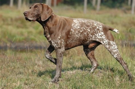 Rövidszőrű német vizsla – Wikipédia