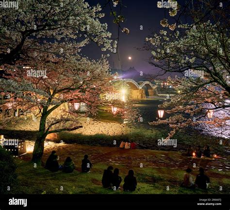 Kintai-bashi bridge and cherry blossoms at night Stock Photo - Alamy