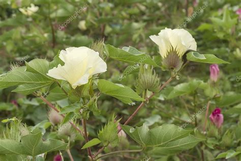 Cotton flower, cotton plant, cotton bud — Stock Photo © max8xam #80548610