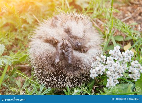 Cute Baby Hedgehog on Nature Stock Photo - Image of wildlife, forest ...