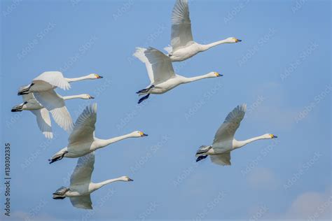 Swans in flight Stock Photo | Adobe Stock