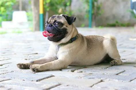 Rat Terrier Pug Mix (Puggat) - Hybrid Dog Breed Info