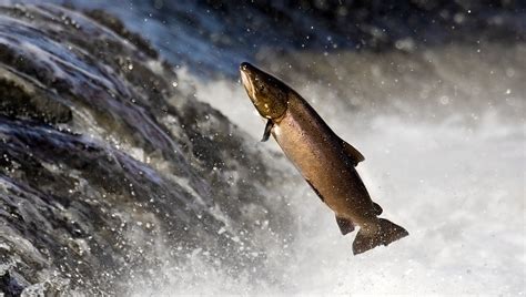 Escaleras, piscinas y cañones para ayudar a los salmones del río Fraser ...